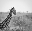 giraffe, Tarangire National Park, Tanzania